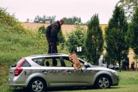 Pokaz psa policyjnego, pies atakuje symulanta stojącego na dachu samochodu