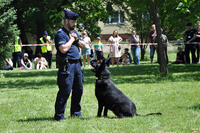 Pokaz tresury psa policyjnego